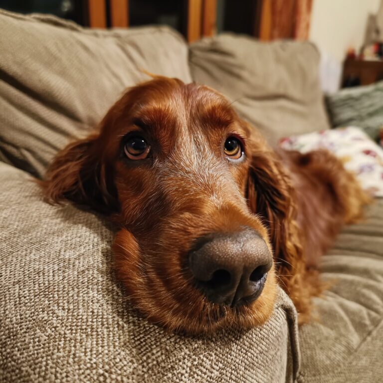 Soigner les oreilles tombantes chez le Setter Irlandais